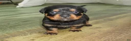 Rottweiler dogs for sale: Remi - Ad 4