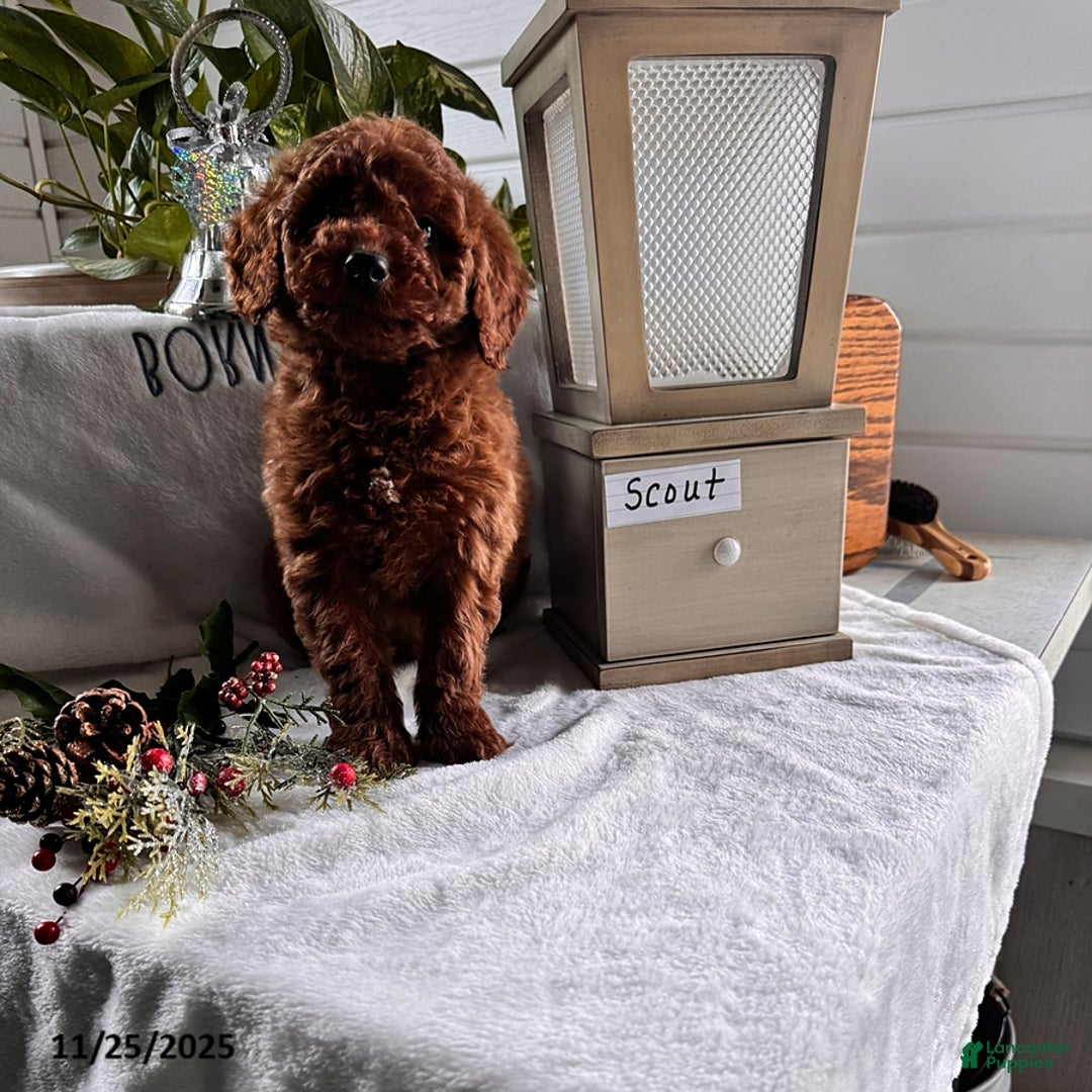 Miniature Poodle dogs for sale: Scout - Ad 3