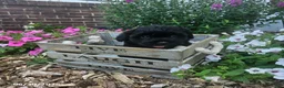 Havapoo dogs for sale: Sam - Ad 3