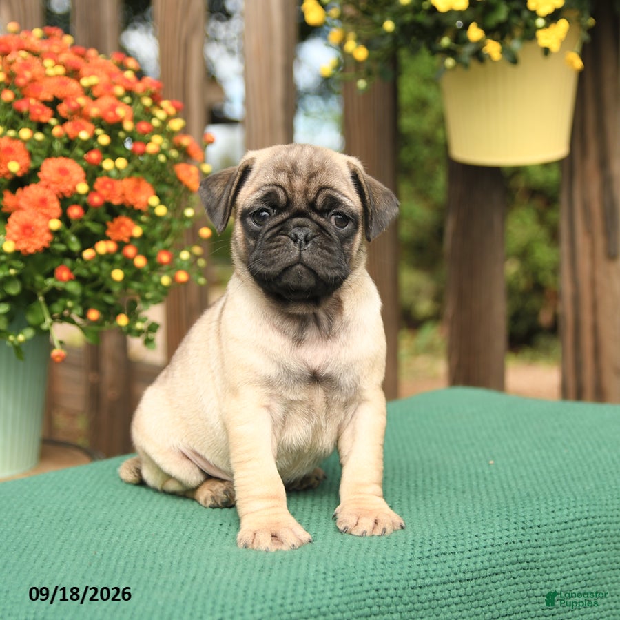 Pug dogs Max - Ad 1