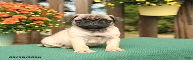 Max