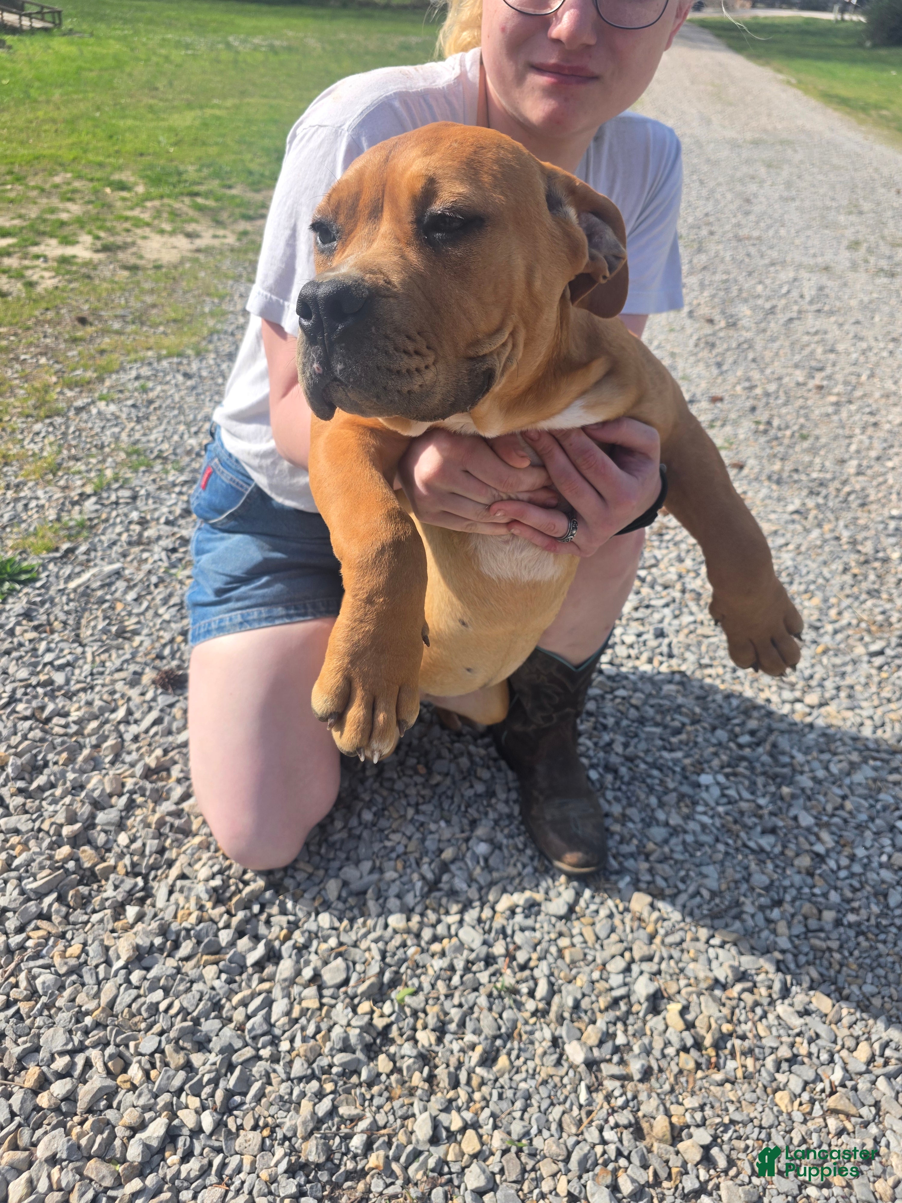American Bully dogs American Bully Puppy 4 - Ad 25