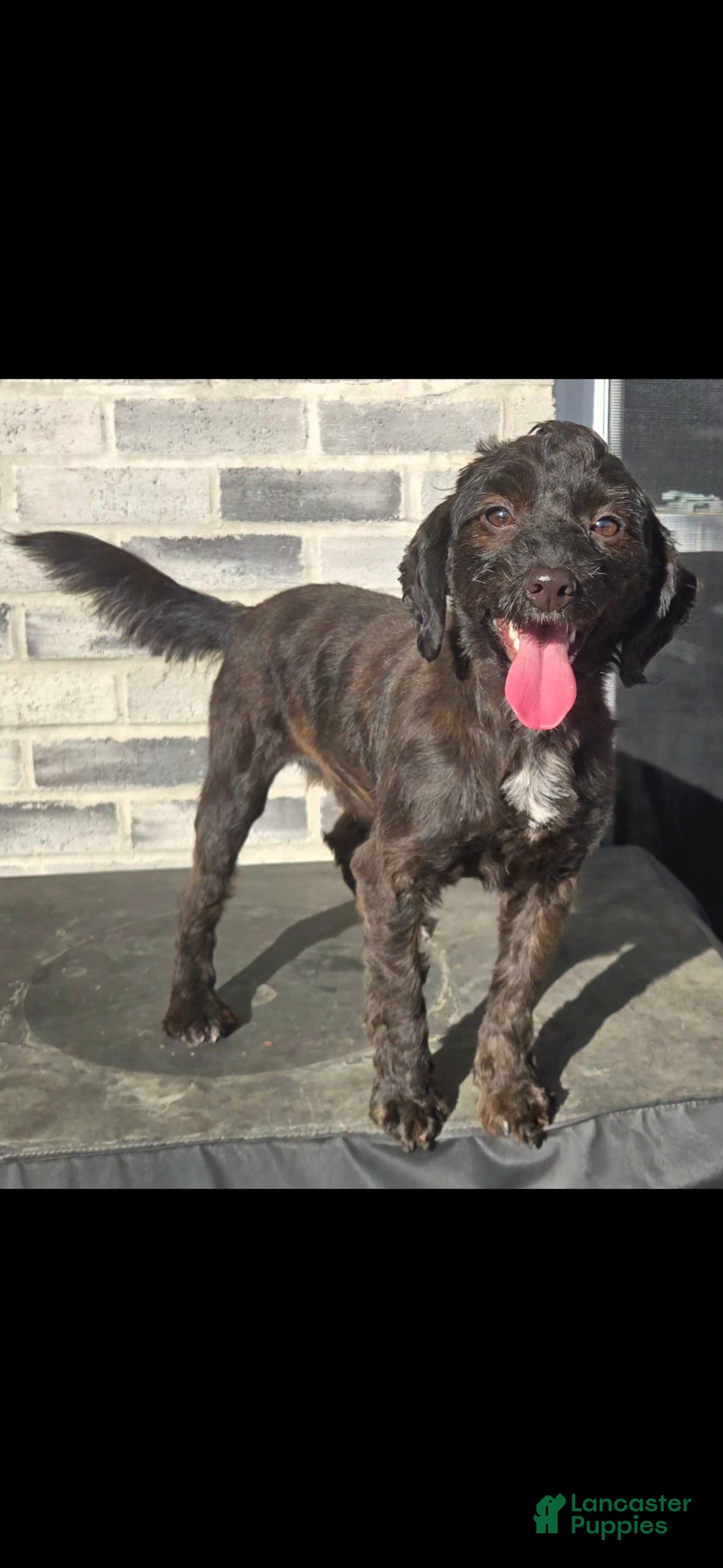 Bernedoodle dogs Bernedoodle Puppy 2 - Ad 1