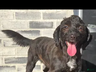 Bernedoodle dogs Bernedoodle Puppy 2 - Ad 1