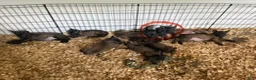 Belgian Malinois dogs for sale: Belgian Malinois Puppy 1 - Ad 3