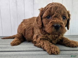 Cavapoo dogs - Ad 19