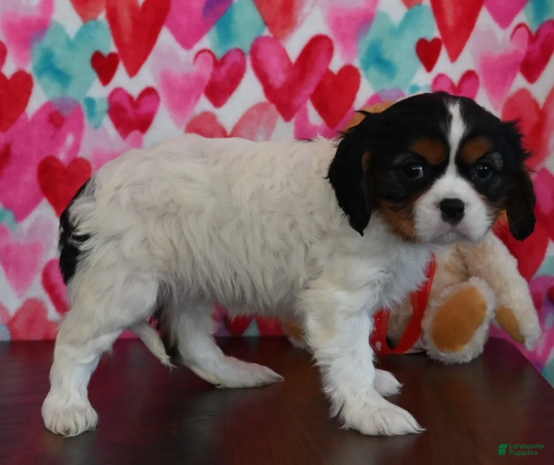 Cavalier King Charles Spaniel dogs for sale: Callie - Ad 4