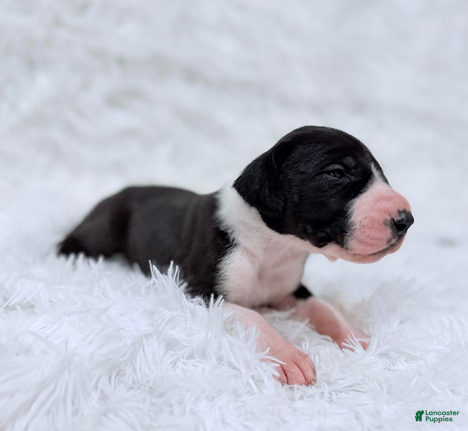 Great Dane dogs Ginny Weasley - Ad 4