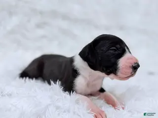 Great Dane dogs Ginny Weasley - Ad 4