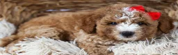 Mini Goldendoodle dogs for sale: 🐾 Meet Neo – F2B Mini Goldendoodle Puppy 🐾 - Ad 14