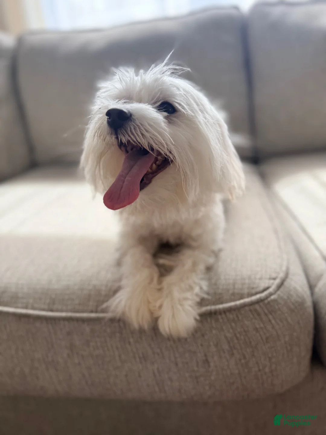 Maltese dogs for sale: Bella Maltese 3 - Ad 4