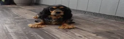 Cocker Spaniel dogs for sale: Rita - Ad 3