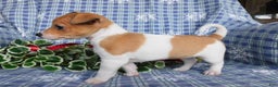 Jack Russell Terrier dogs for sale: Violet - Ad 3