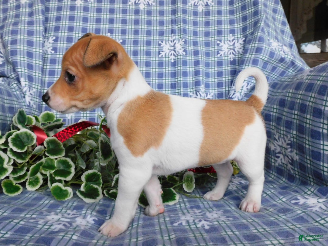 Jack Russell Terrier dogs for sale: Violet - Ad 3