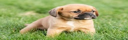 Puggle dogs for sale: Piper - Ad 7