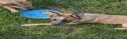 Australian Cattle Dog dogs for sale: Georgie Girl - Ad 18