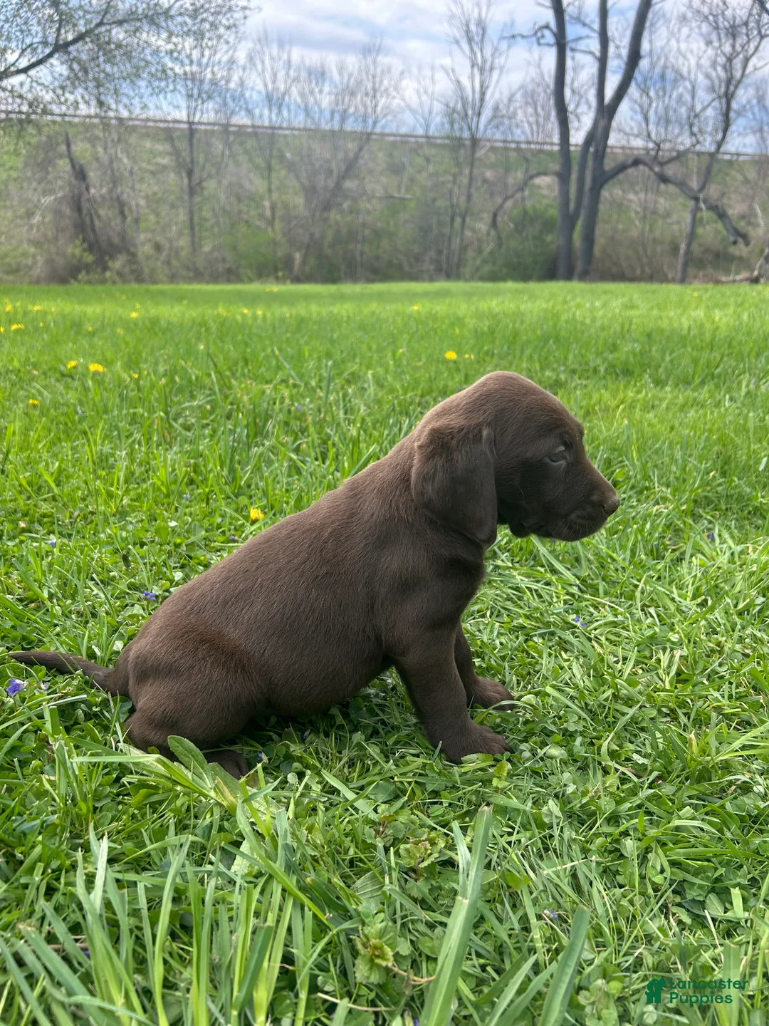 Mixed Breed dogs for sale: Flora - Ad 2