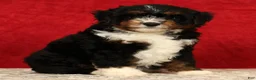 Mini Aussiedoodle dogs for sale: Sandy - Ad 2