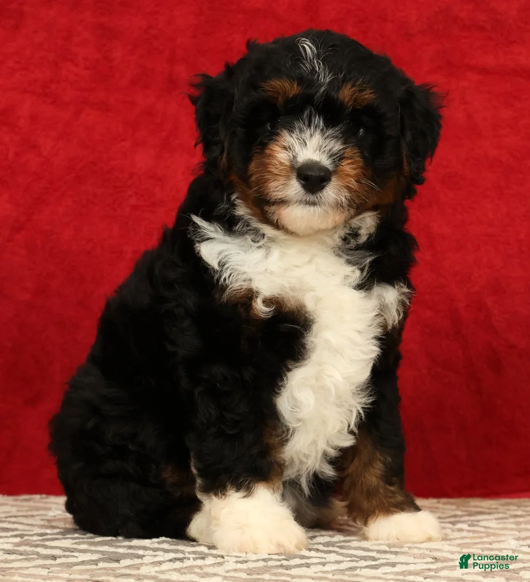 Mini Aussiedoodle dogs for sale: Sandy - Ad 2