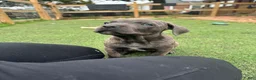 Cane Corso dogs for sale: Prima  - Ad 10