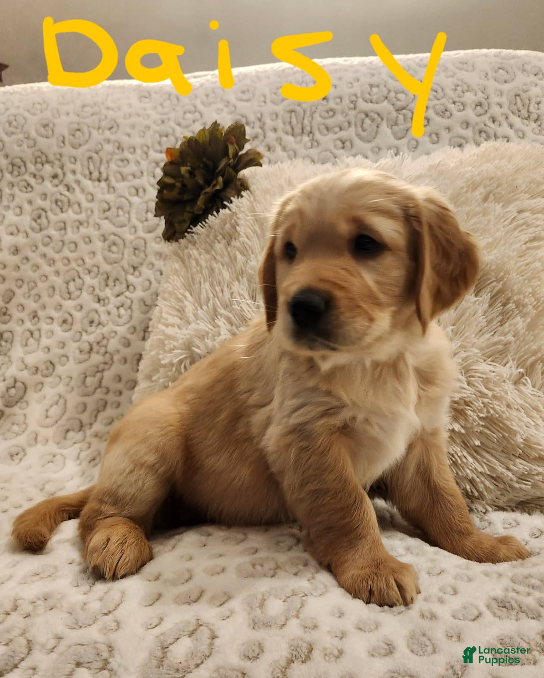 Golden Retriever dogs for sale: Golden Retriever Puppy Daisy  - Ad 2