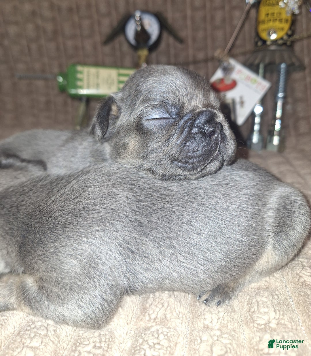 French Bulldog dogs for sale: French Bulldog Puppy 1 - Ad 3