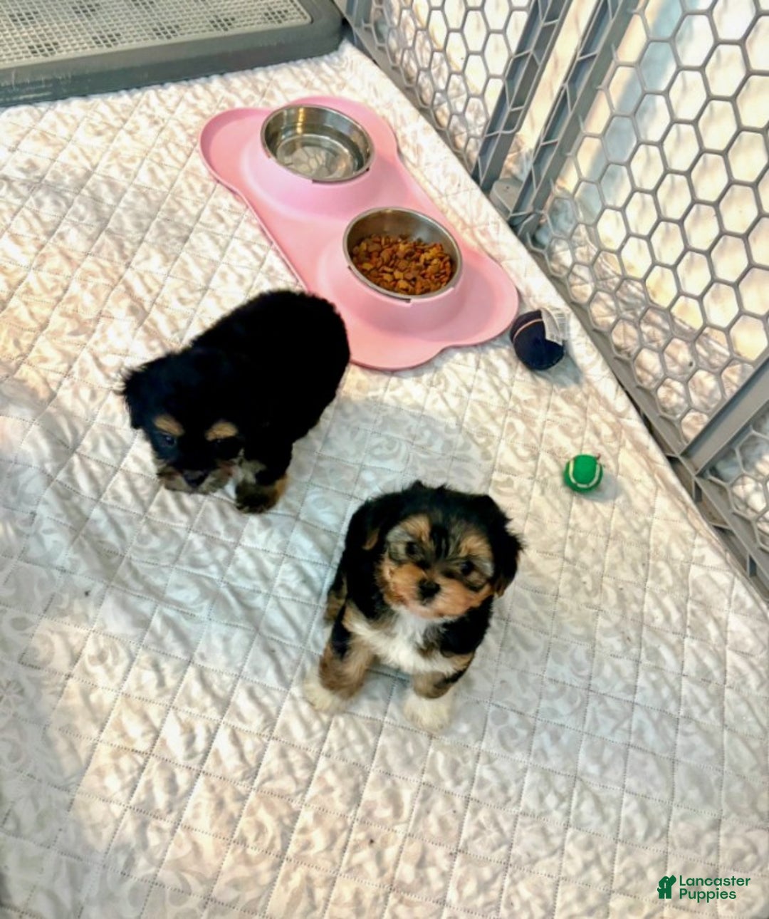 Mixed Breed dogs for sale: Mixed Breed Puppy 1 - Ad 3