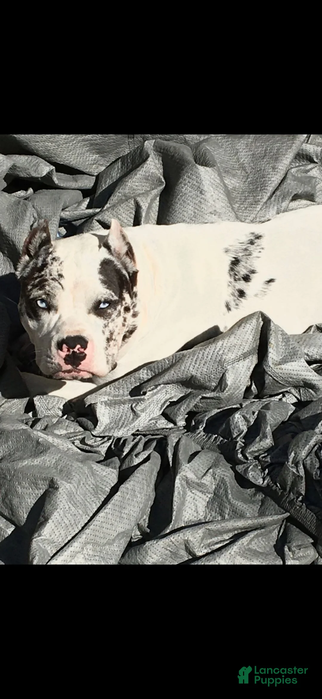 American Bully dogs for sale: American Bully 3 - Ad 2