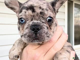 French Bulldog dogs Lady Beretta of House of Hepley - Ad 7