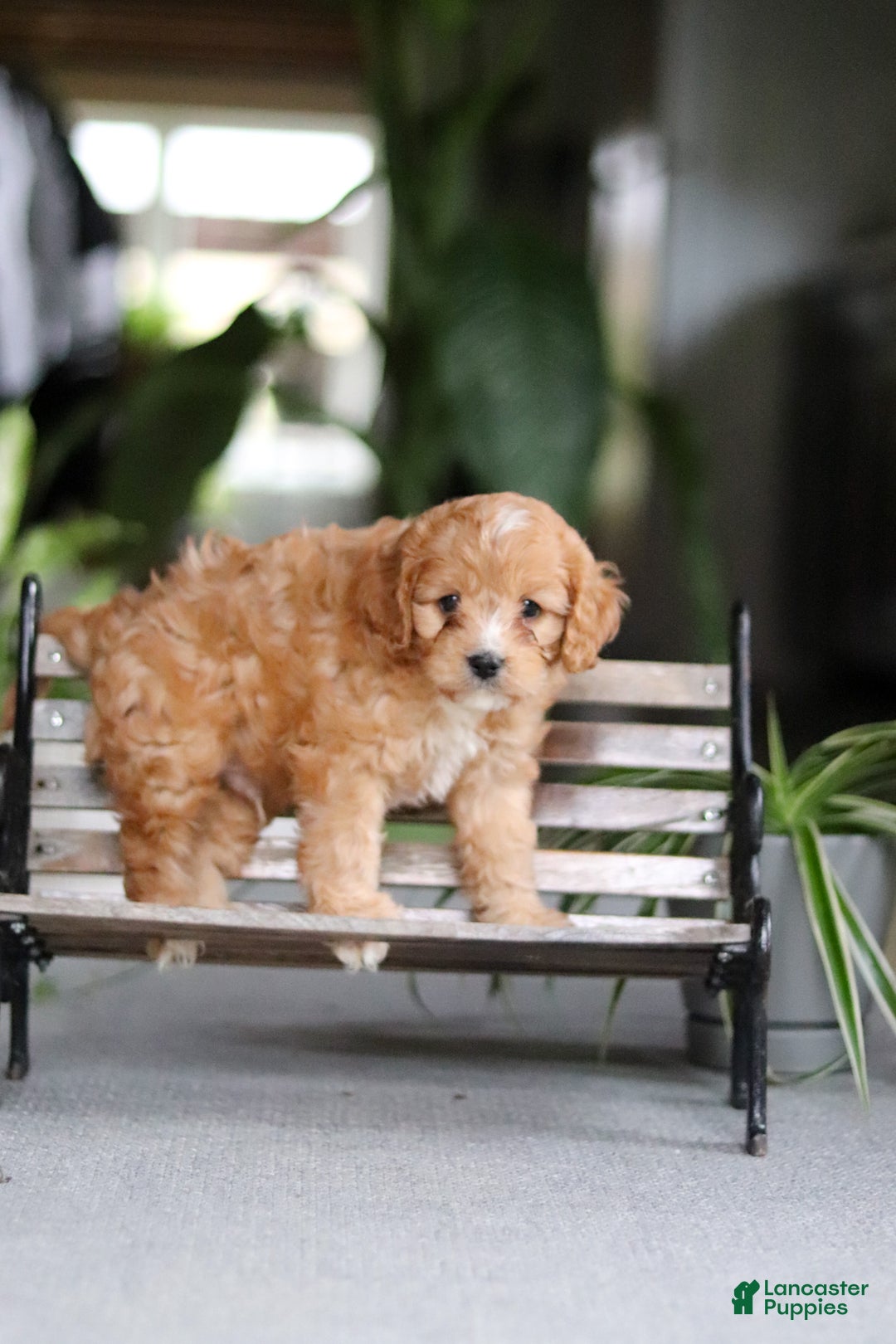 Cavapoo dogs for sale: Jasper - Ad 9