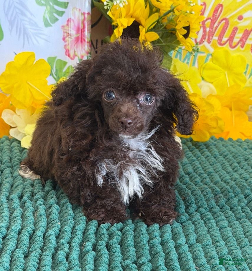 Toy Poodle dogs Brownie  - Ad 16