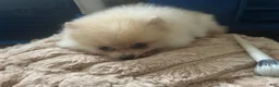 Pomeranian dogs for sale: Pomeranian 2 - Ad 4