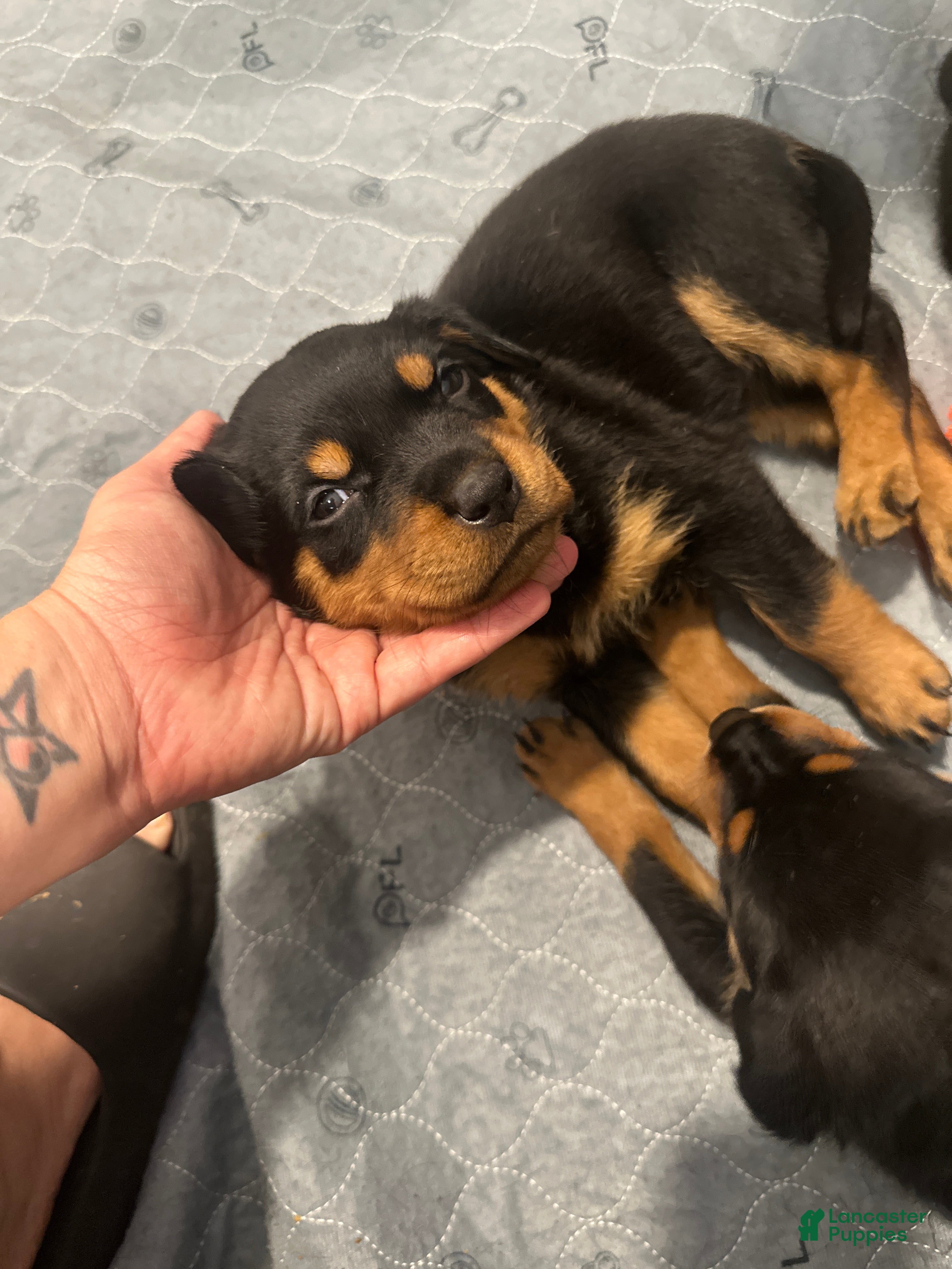 Rottweiler dogs Winny - Ad 23