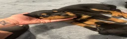 Rottweiler dogs for sale: Winny - Ad 2
