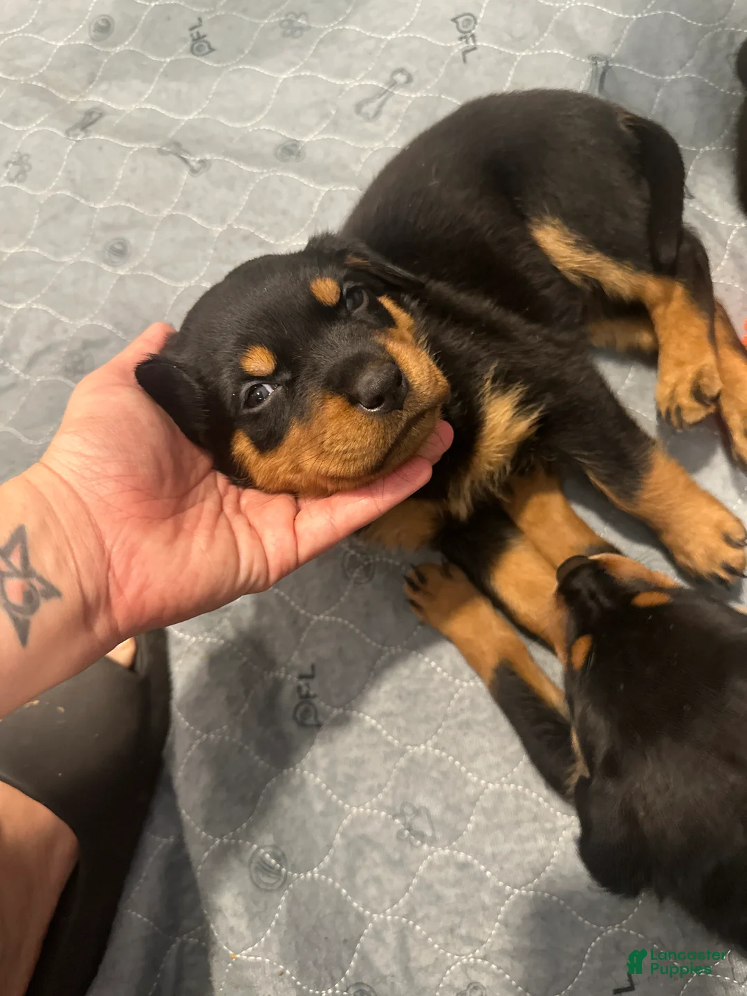 Rottweiler dogs for sale: Winny - Ad 2