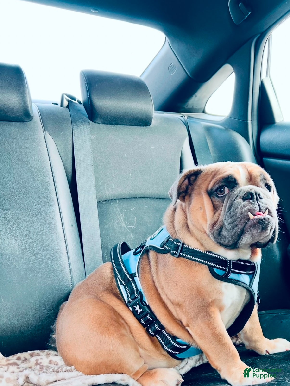 English Bulldog dogs English Bulldog Puppy 1 - Ad 1