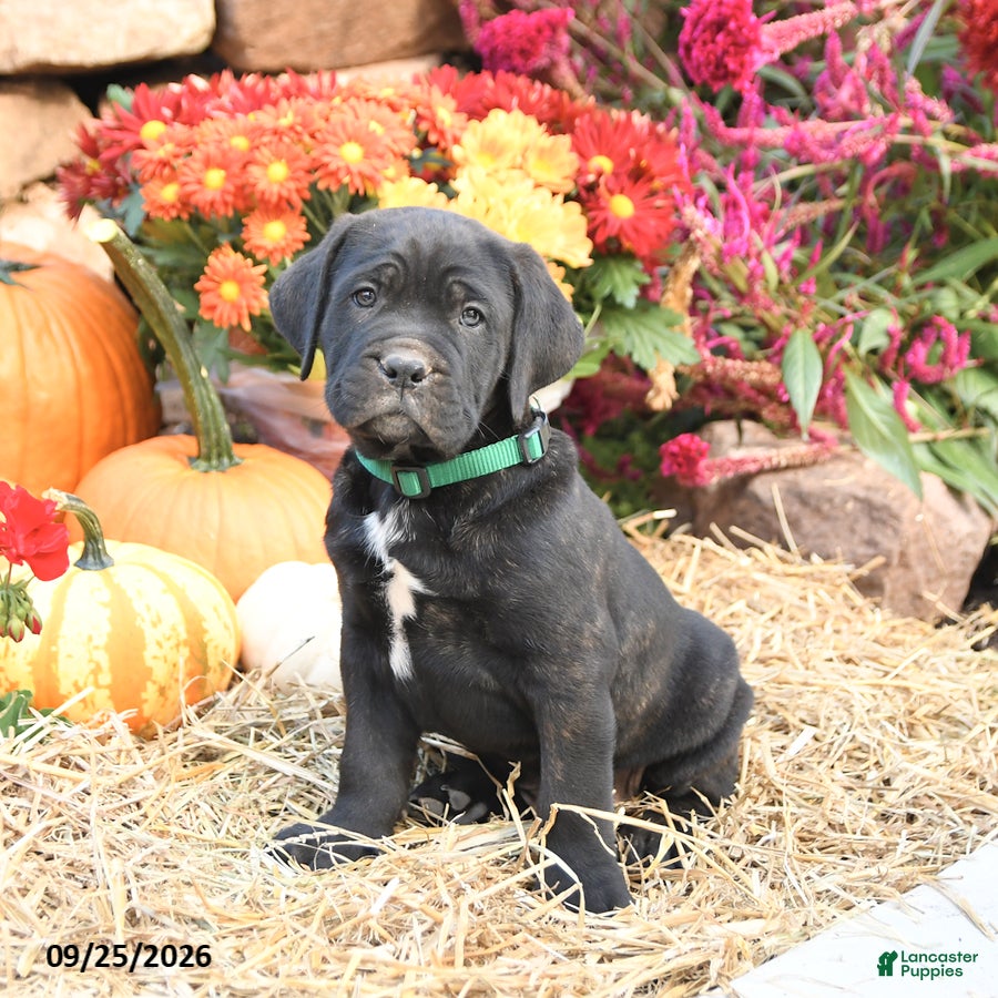 Cane Corso dogs Duke - Ad 1