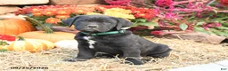Cane Corso dogs for sale: Duke - Ad 1