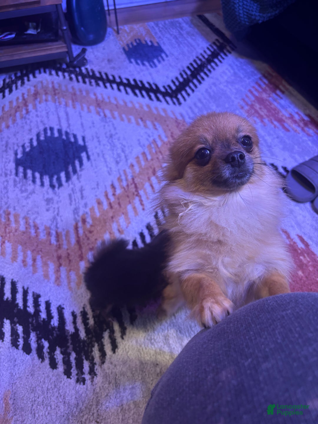 Pomchi dogs for sale: Pomchi Puppy 1 - Ad 4