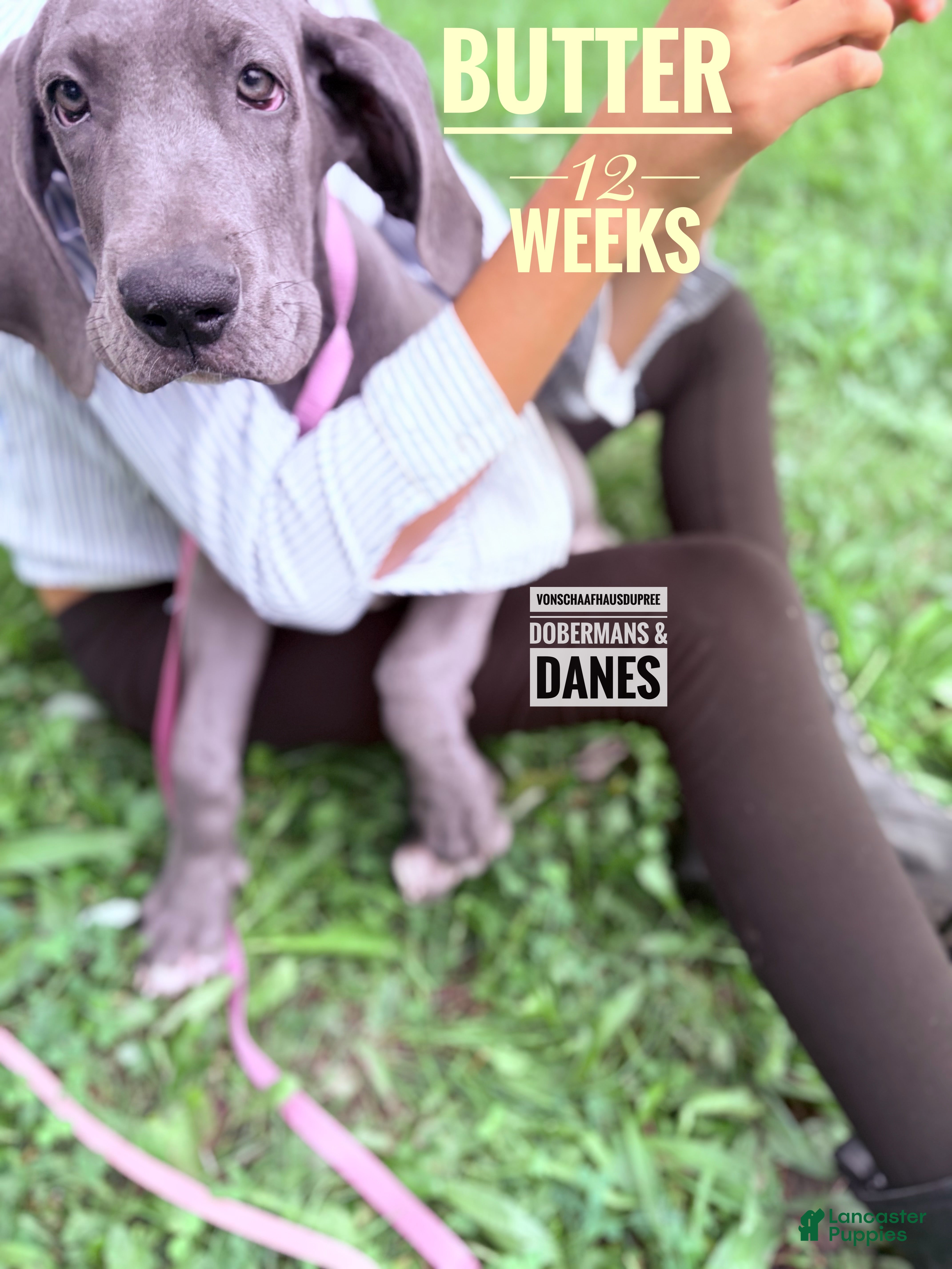 Great Dane dogs Butter - Ad 2