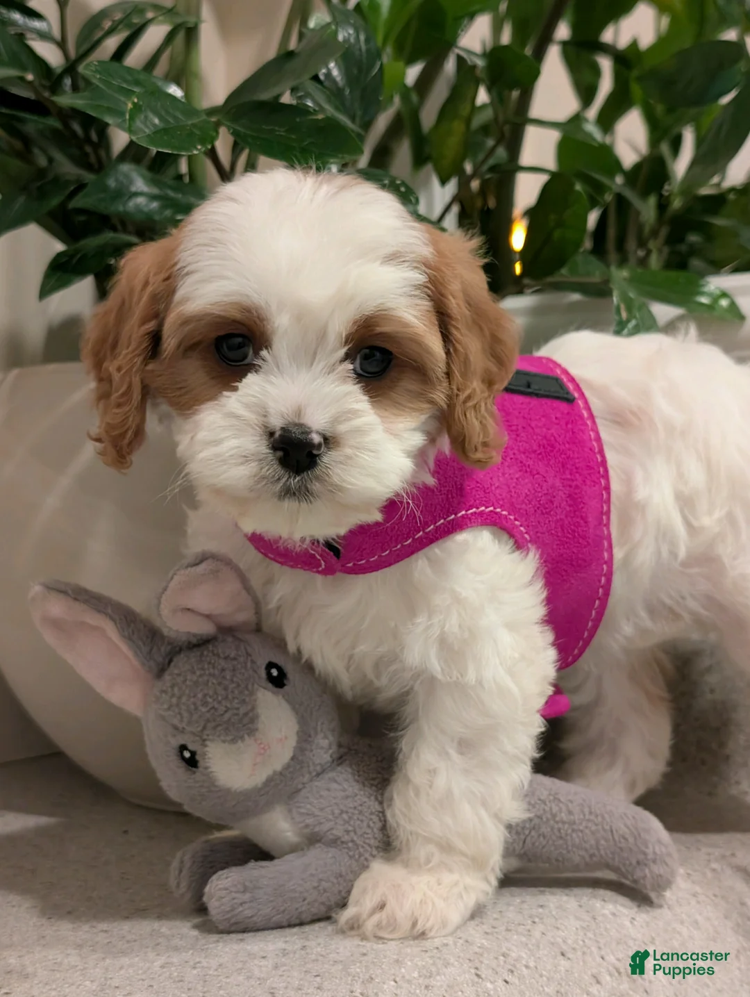 Cavapoo dogs for sale: Betsy  - Ad 2