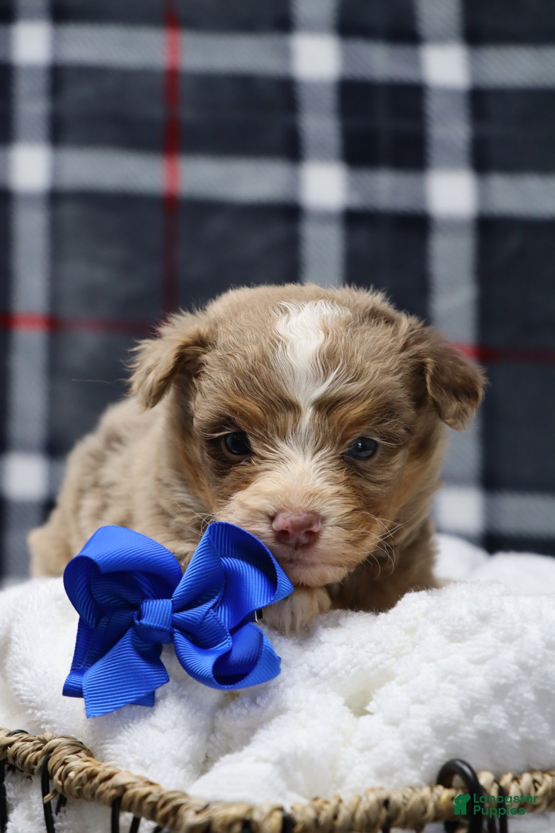 Mixed Breed dogs for sale:  chase - Ad 1