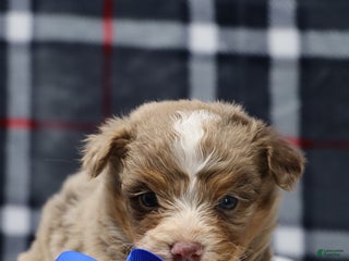 Mixed Breed dogs chase - Ad 10