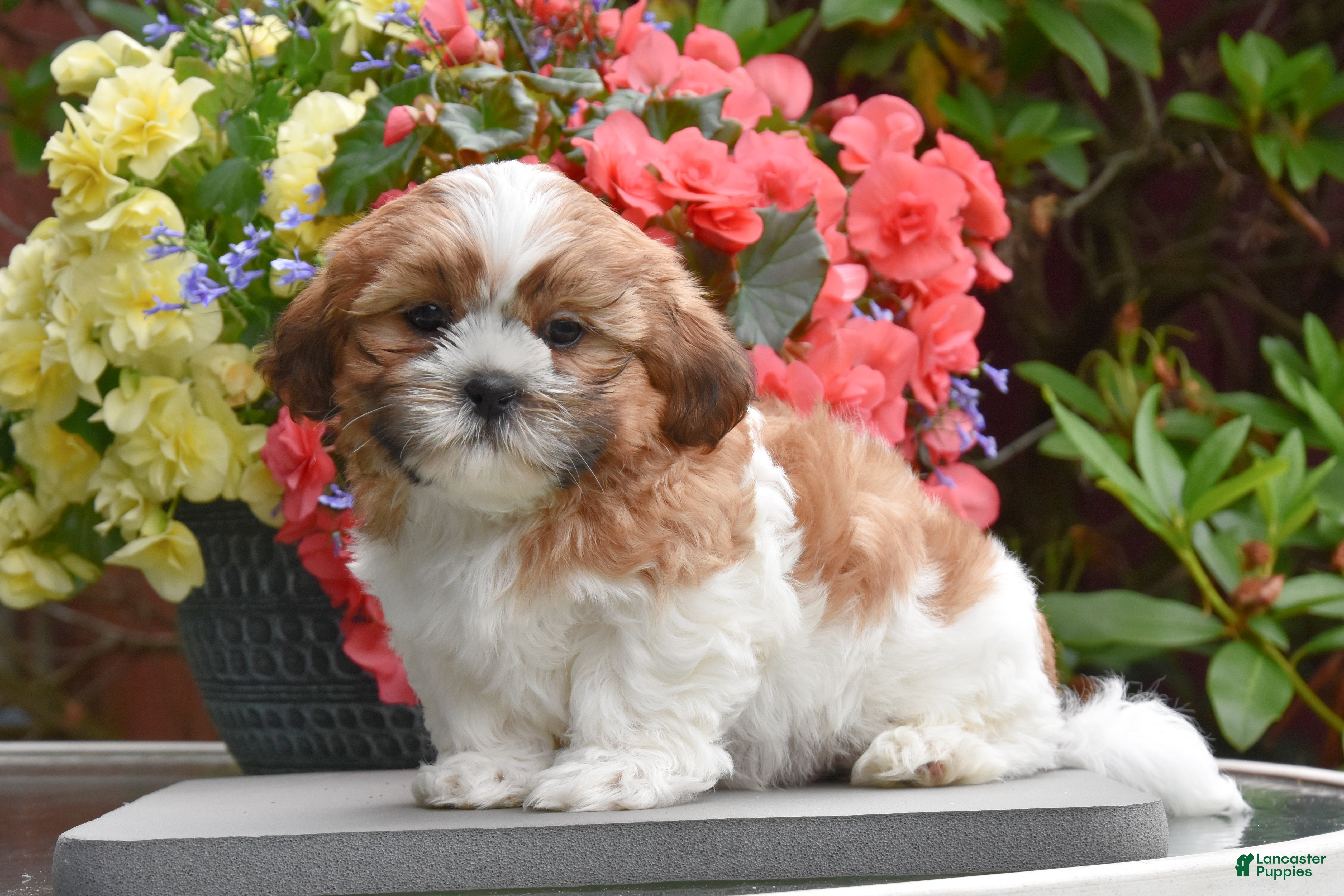Shih Tzu dogs Mickey - Ad 1