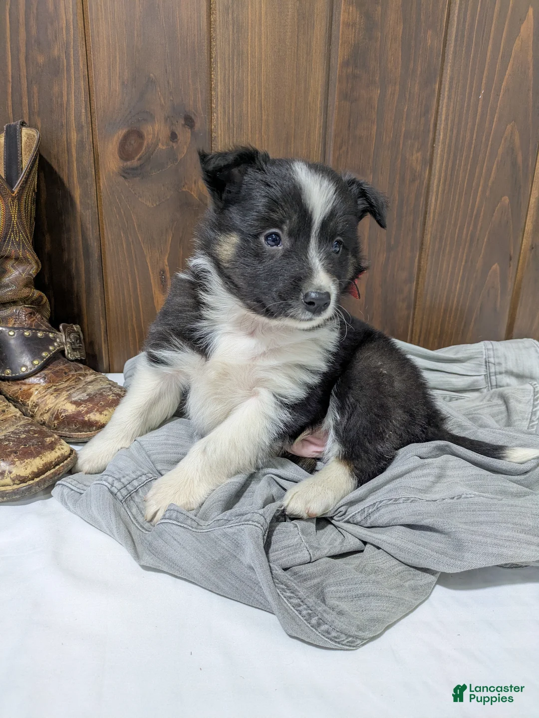Mixed Breed dogs for sale: Hudson - Ad 2