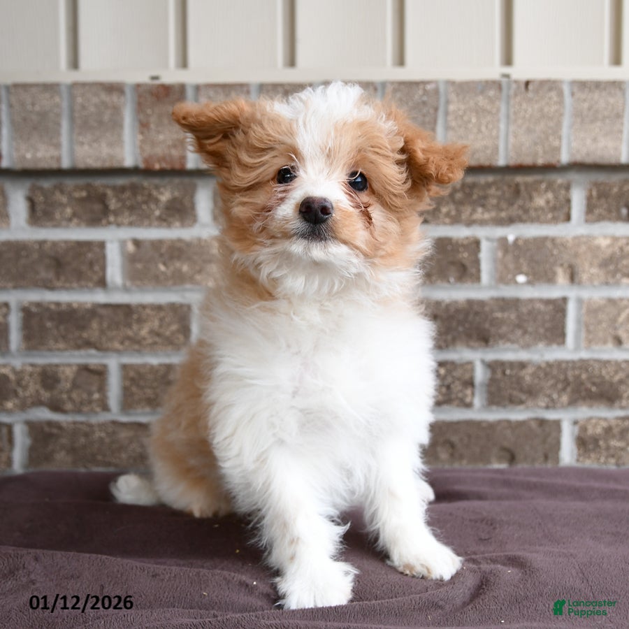 Eskipoo dogs Cocoa  - Ad 1