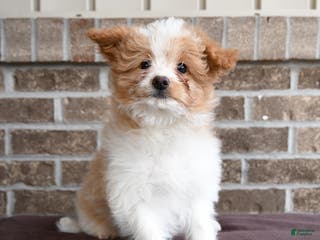 Eskipoo dogs Cocoa - Ad 19