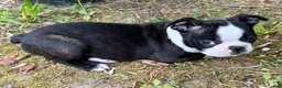 Boston Terrier dogs for sale: Boston Terrier Puppy 1 - Ad 2