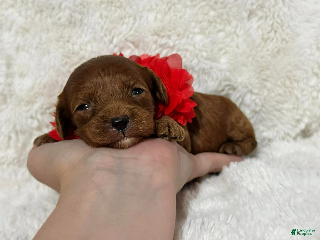 Cavapoo dogs for sale: Nova - Ad 2