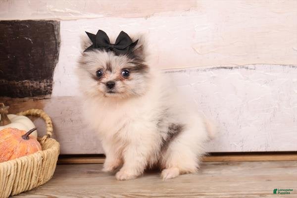 Pomeranian dogs Meet Pelusa! Pomeranian Puppy  - Ad 13